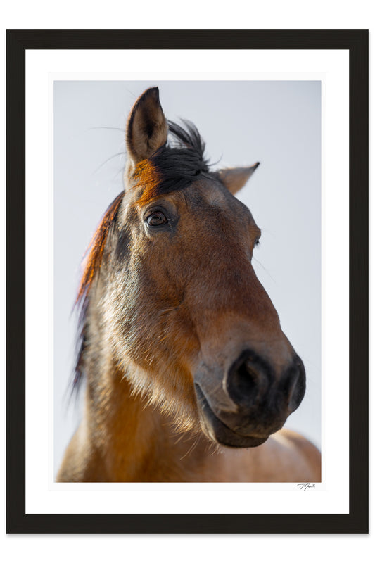 Wild Mustang