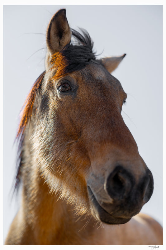 Wild Mustang