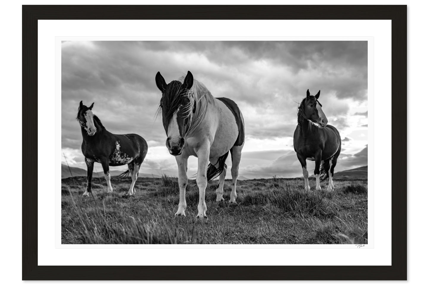 Patagonian Stallions