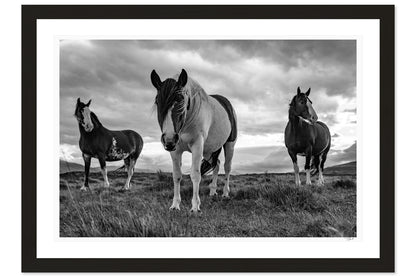 Patagonian Stallions