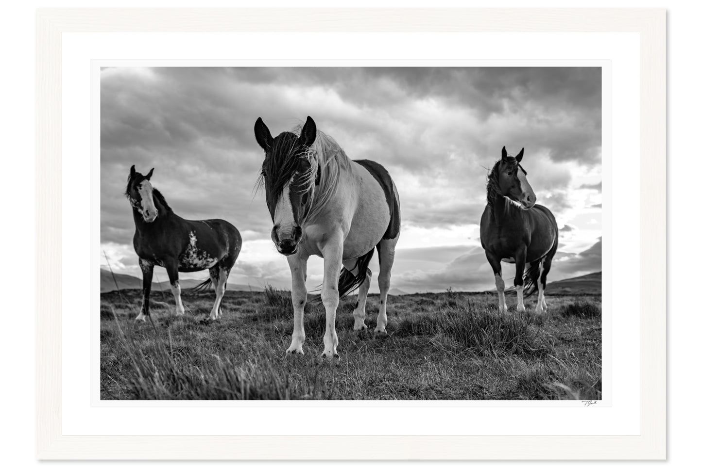 Patagonian Stallions