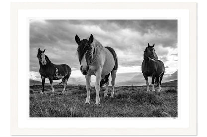 Patagonian Stallions