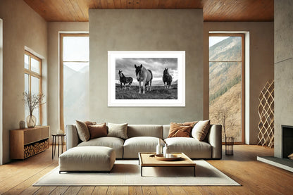 Patagonian Stallions