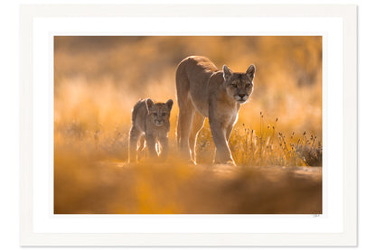 The Guardian