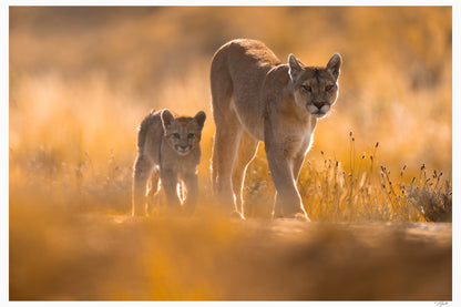 The Guardian