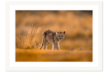 First Steps