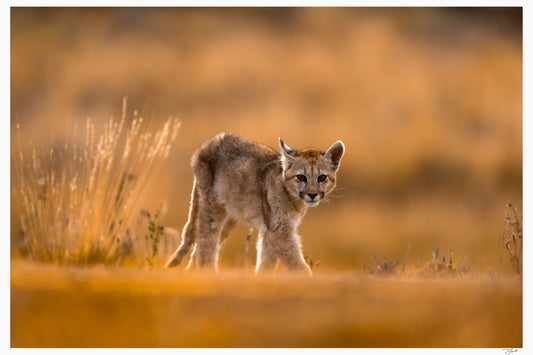 First Steps
