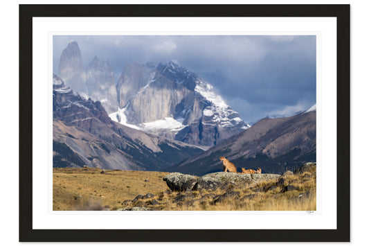 Pride of Patagonia