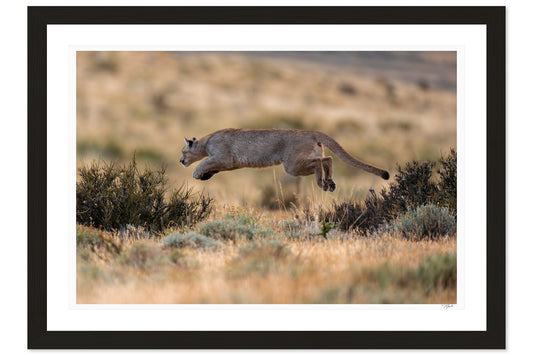 Elusive Leap