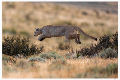 Elusive Leap