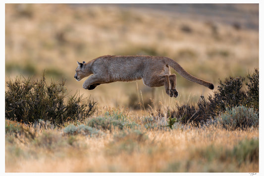 Elusive Leap