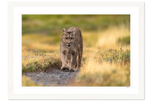 Puma Prowl