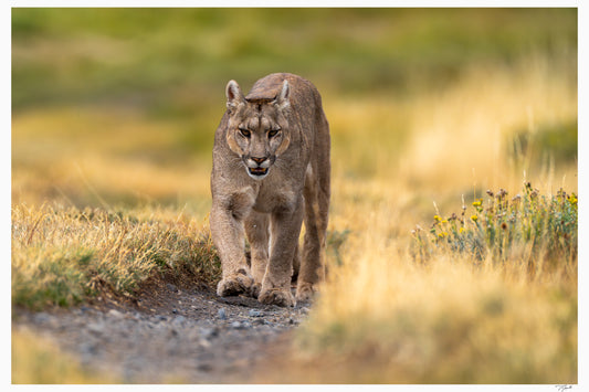 Puma Prowl