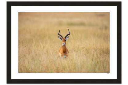Antelope Anxiety
