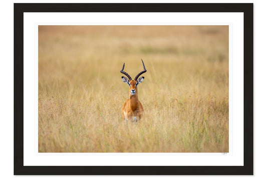Antelope Anxiety