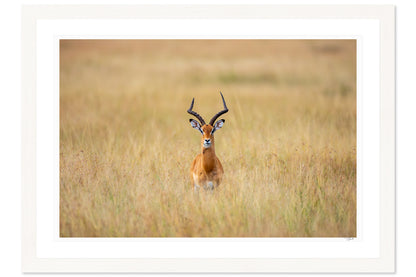 Antelope Anxiety