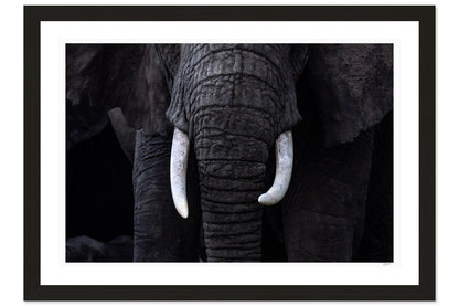 New Tusks