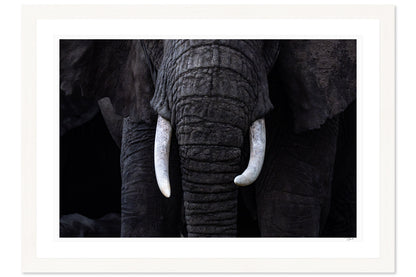 New Tusks