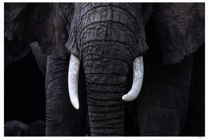 New Tusks