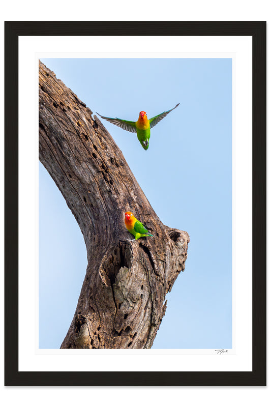 Love Birds