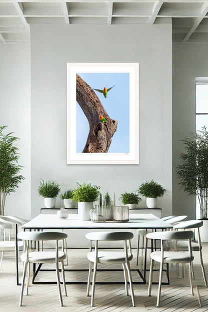 Love Birds