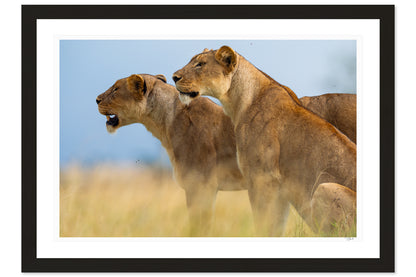 Lioness Sisters