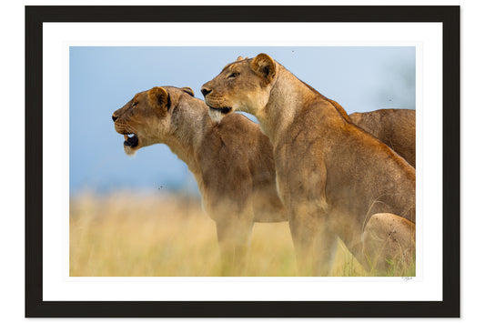 Lioness Sisters