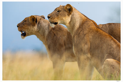 Lioness Sisters