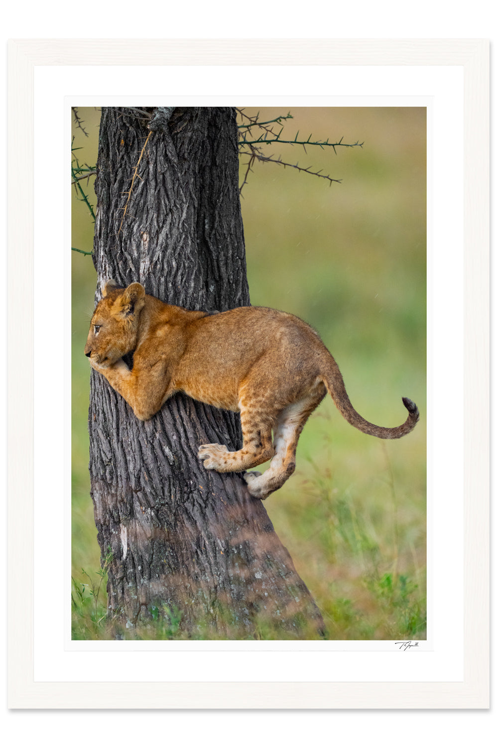 Cub Climbing