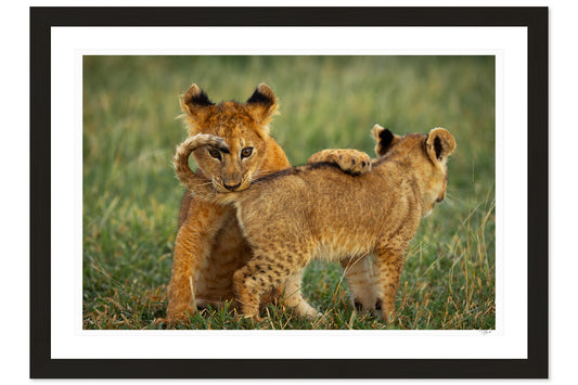 Lion Cub Curl