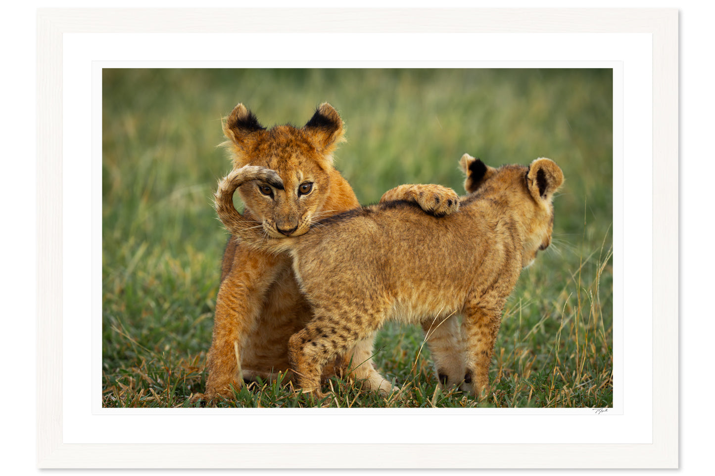 Lion Cub Curl
