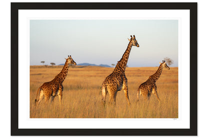Golden Giraffes