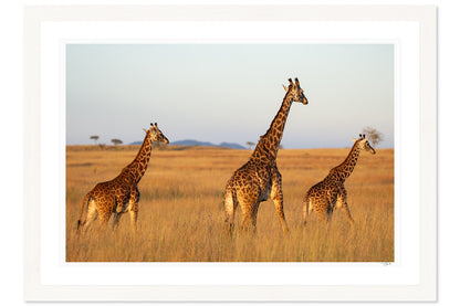 Golden Giraffes