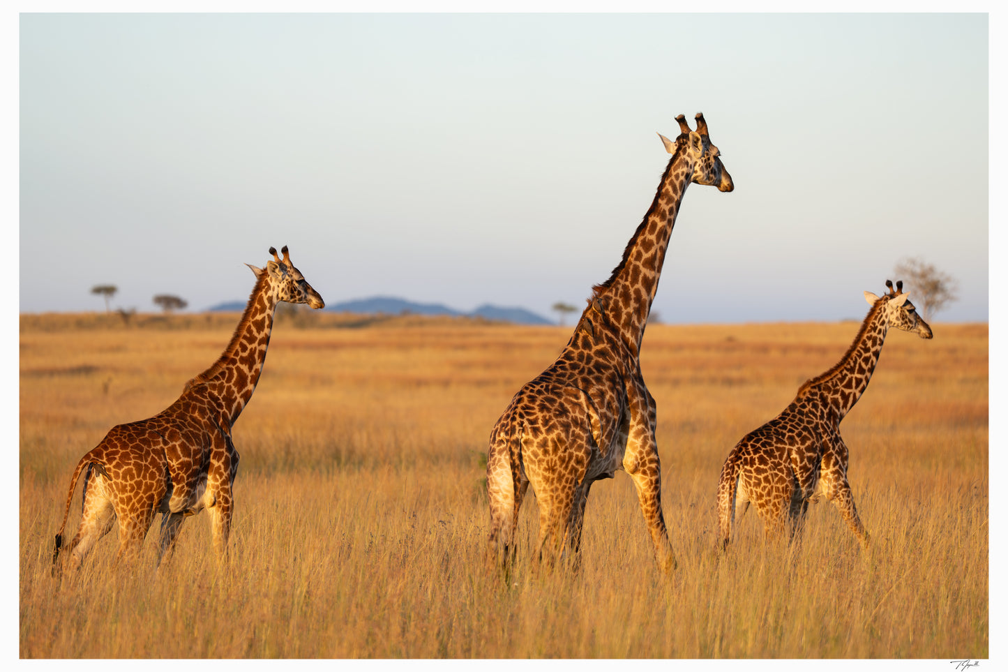 Golden Giraffes