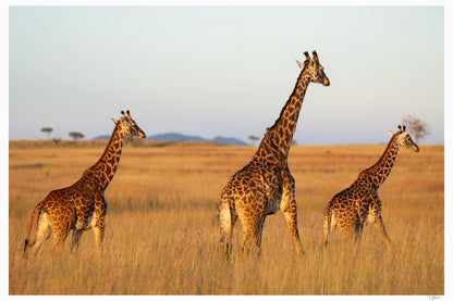 Golden Giraffes