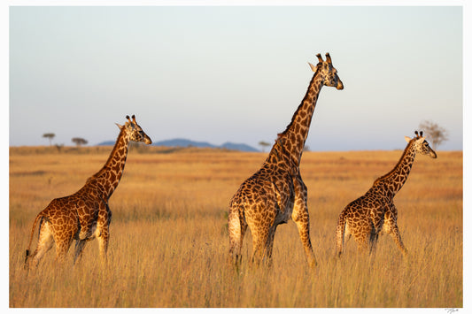 Golden Giraffes