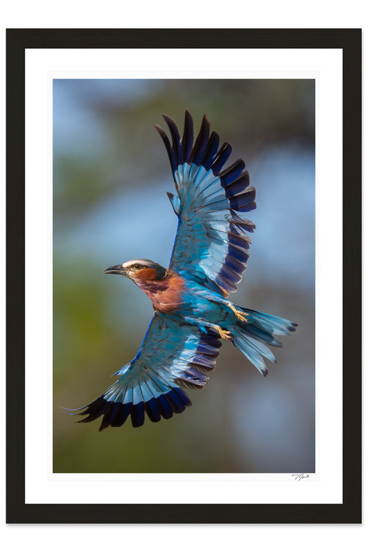 Roller Wings