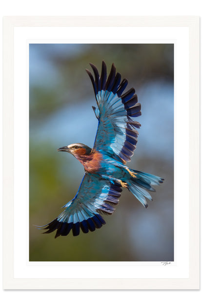 Roller Wings