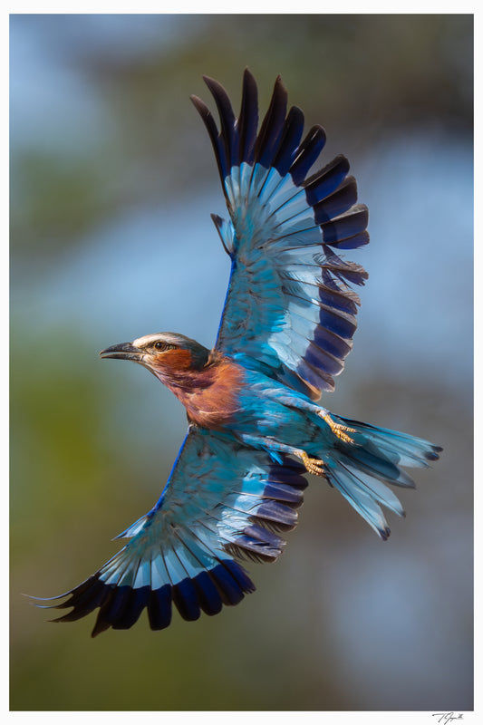 Roller Wings