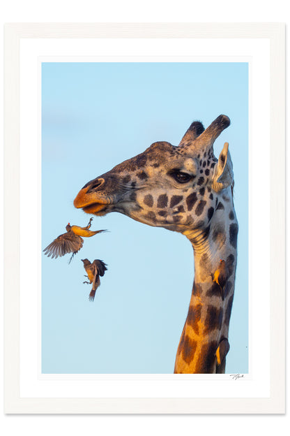 Oxpecker Inbound