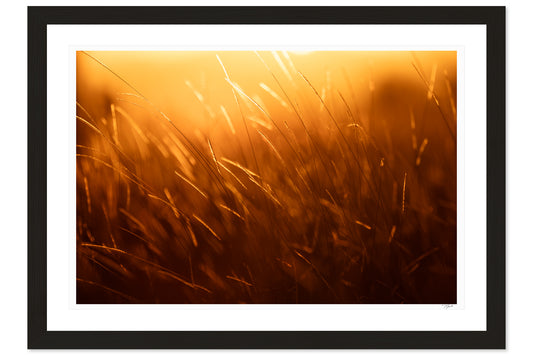 Golden Savannah