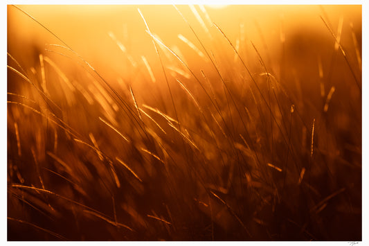 Golden Savannah