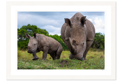 Maternal Rhino