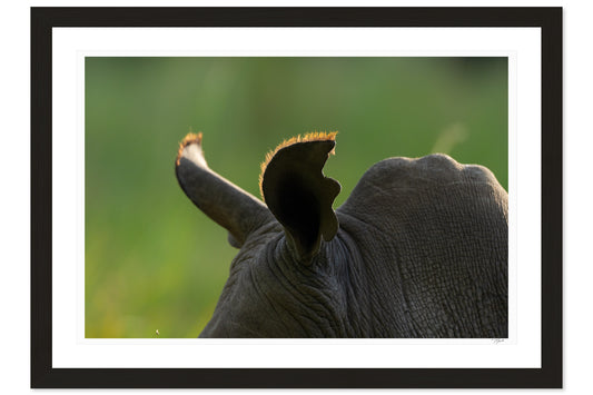 Rhino Ears