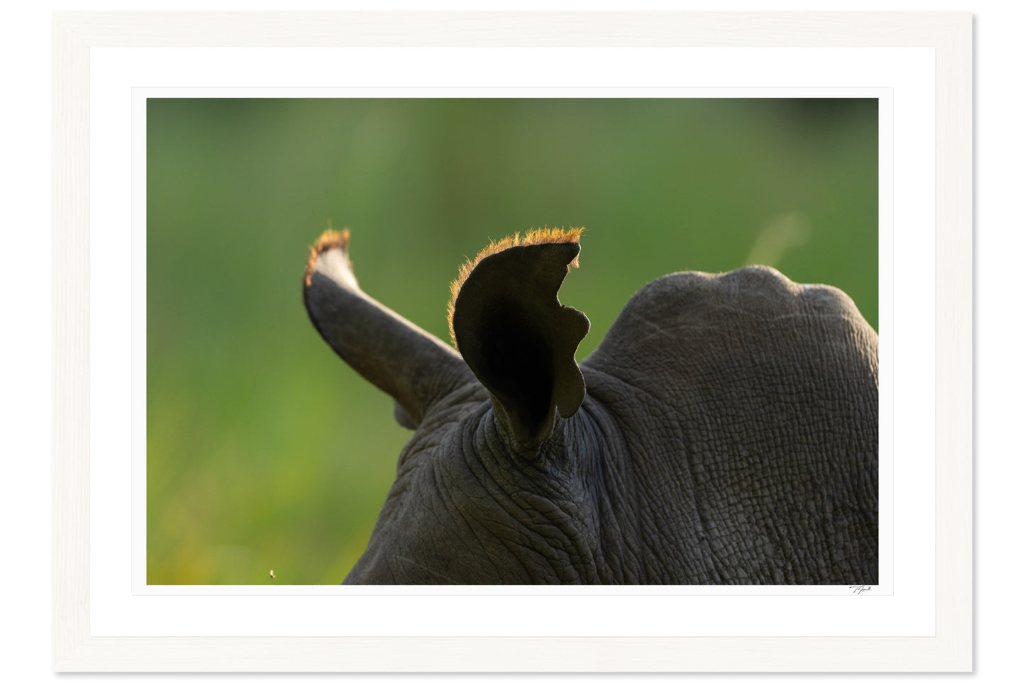 Rhino Ears