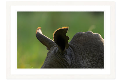 Rhino Ears