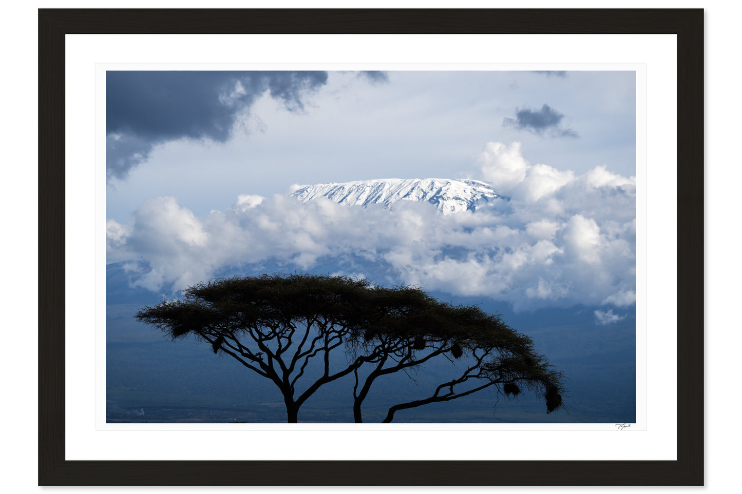 Kilimanjaro Acacia
