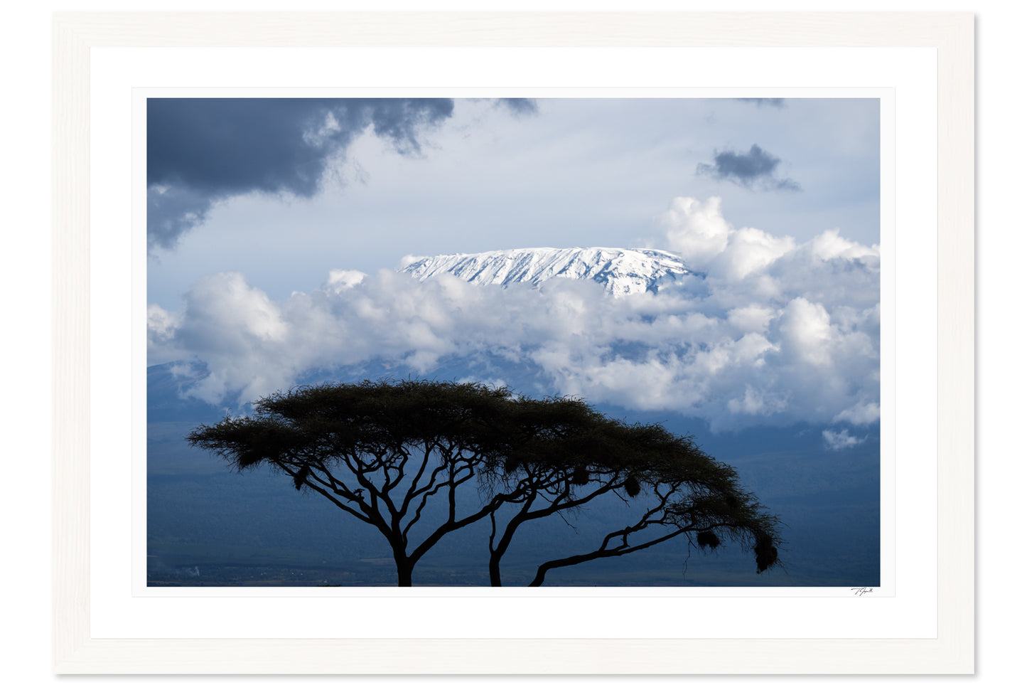 Kilimanjaro Acacia