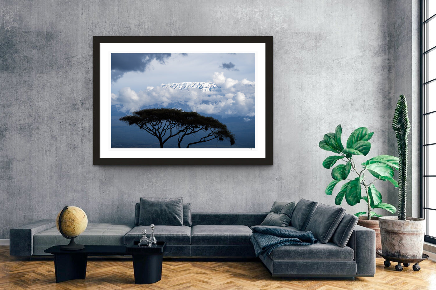 Kilimanjaro Acacia