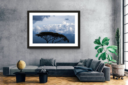 Kilimanjaro Acacia
